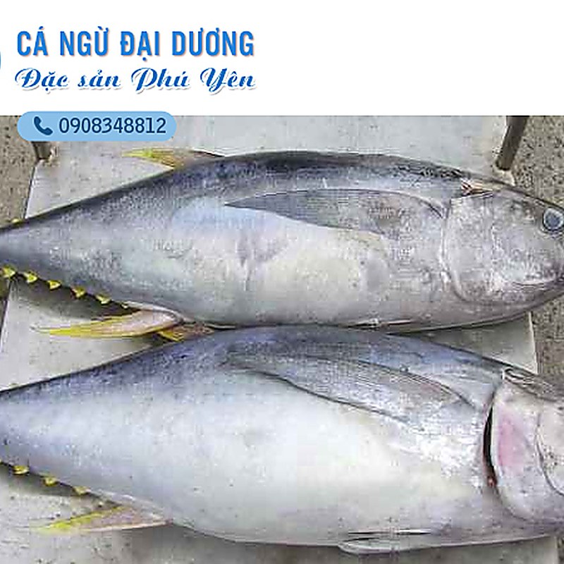 cá ngừ đại dương Phú Yên