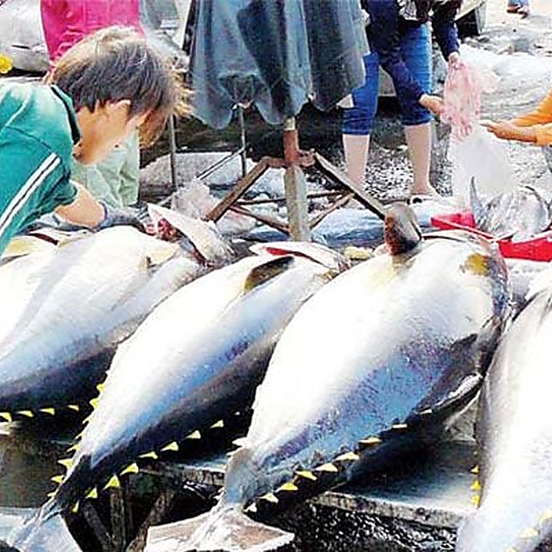 cá ngừ đại dương Phú Yên