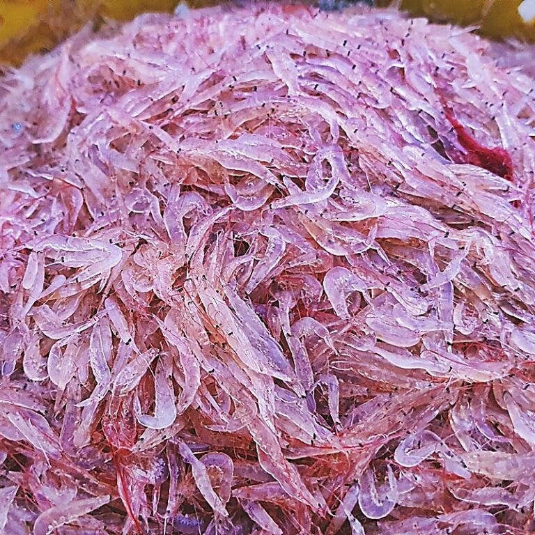mắm ruốc Huế tự làm