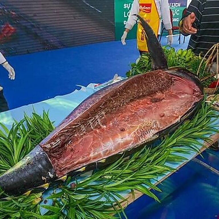 mua cá ngừ đại dương Phú Yên